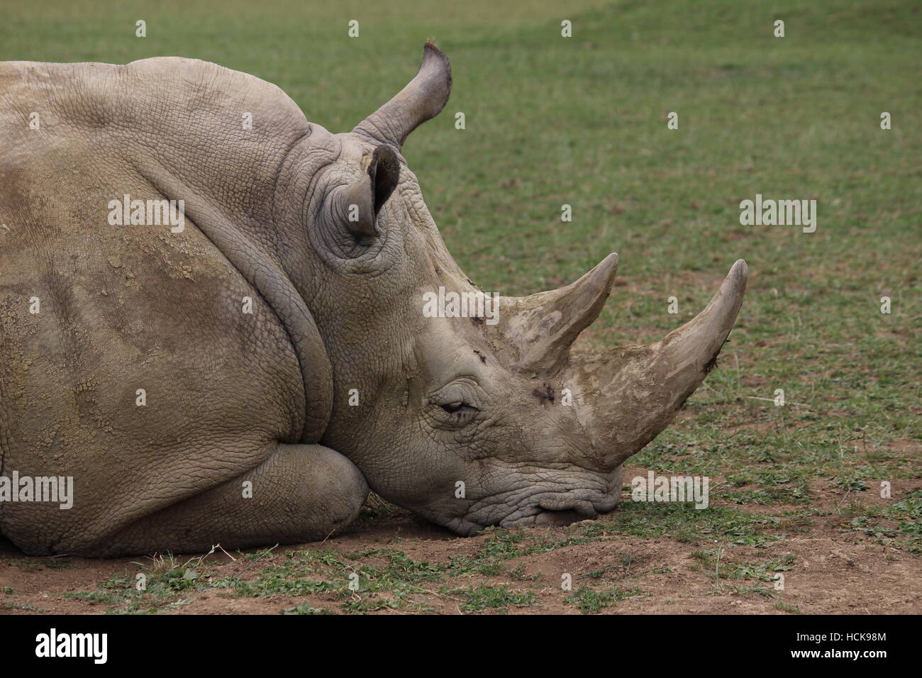 südliche Breitmaulnashorn schlafen Profil Porträt Gesicht Closeup Nahaufnahme Cotswold Wildlife Park Stockfoto