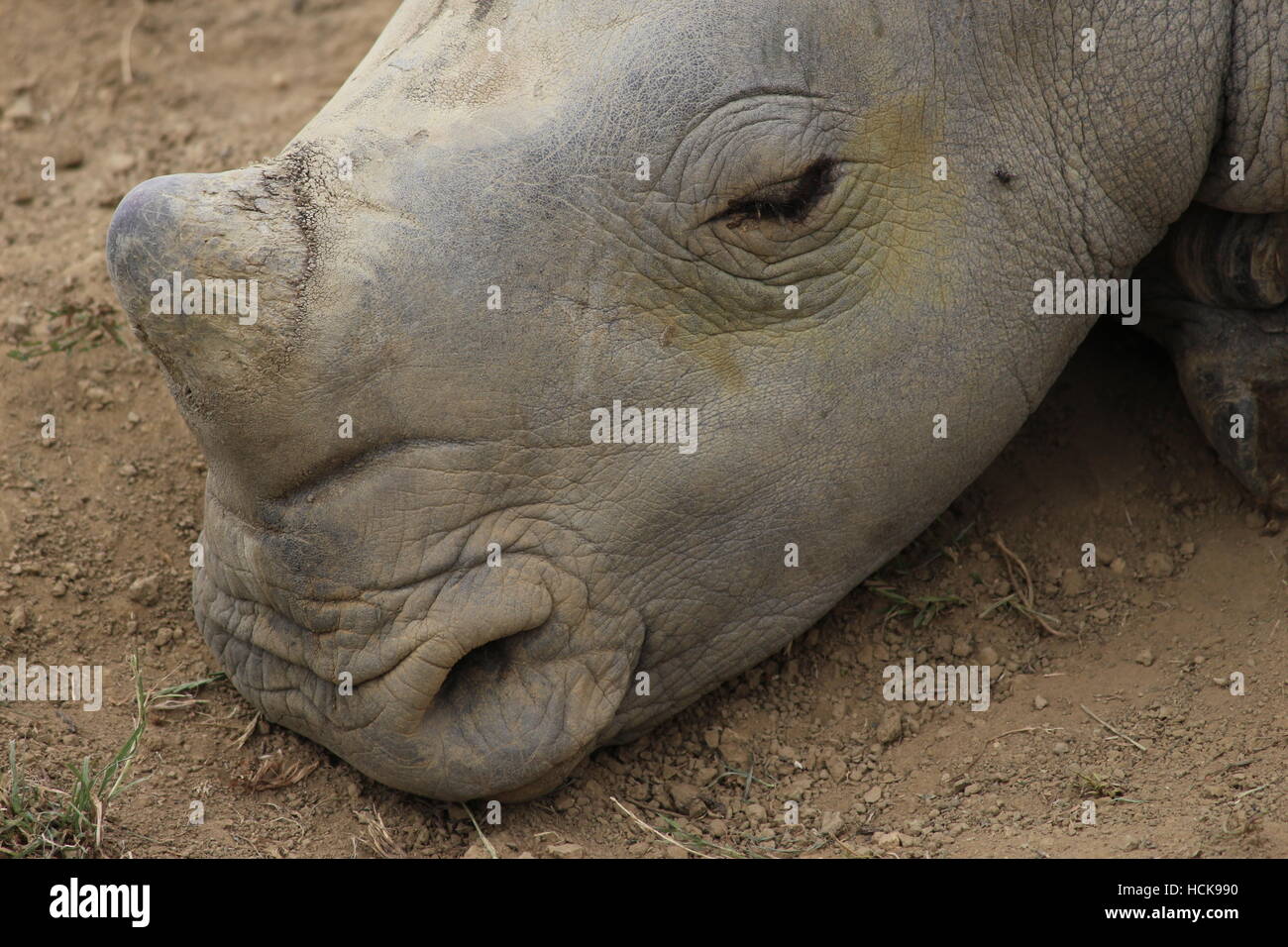 südliche Breitmaulnashorn schlafen Porträt Gesicht Closeup Nahaufnahme Cotswold Wildlife Park Stockfoto