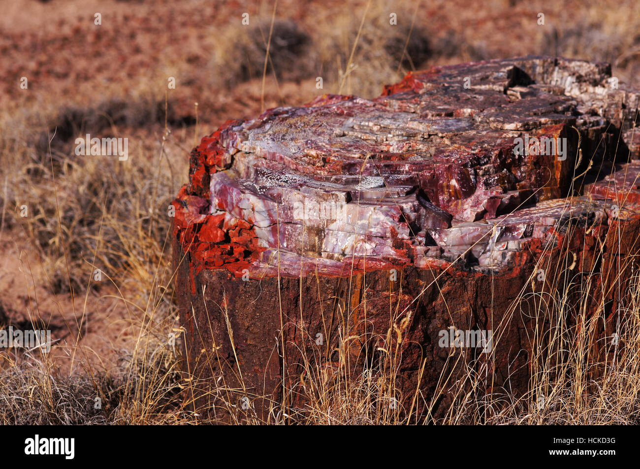 Petrified Forest National Park ist ein Nationalpark der Vereinigten Staaten in Navajo und Apache County im nordöstlichen Arizona. Stockfoto