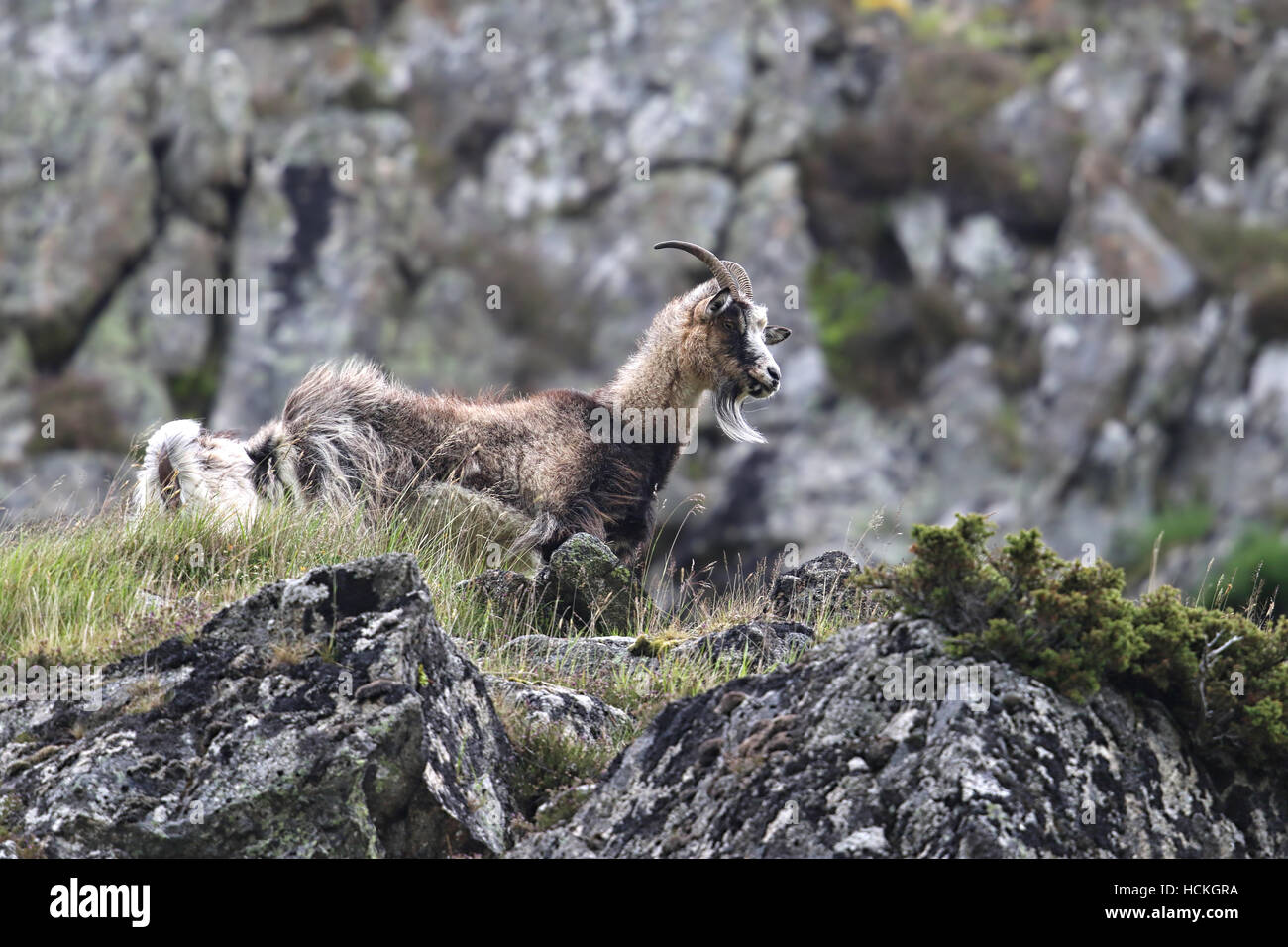 Britische Primitive Wildziegen wissen auch als wilde wilde Ziegen. Aufgenommen in Findhorn Tal, Schottland. Stockfoto