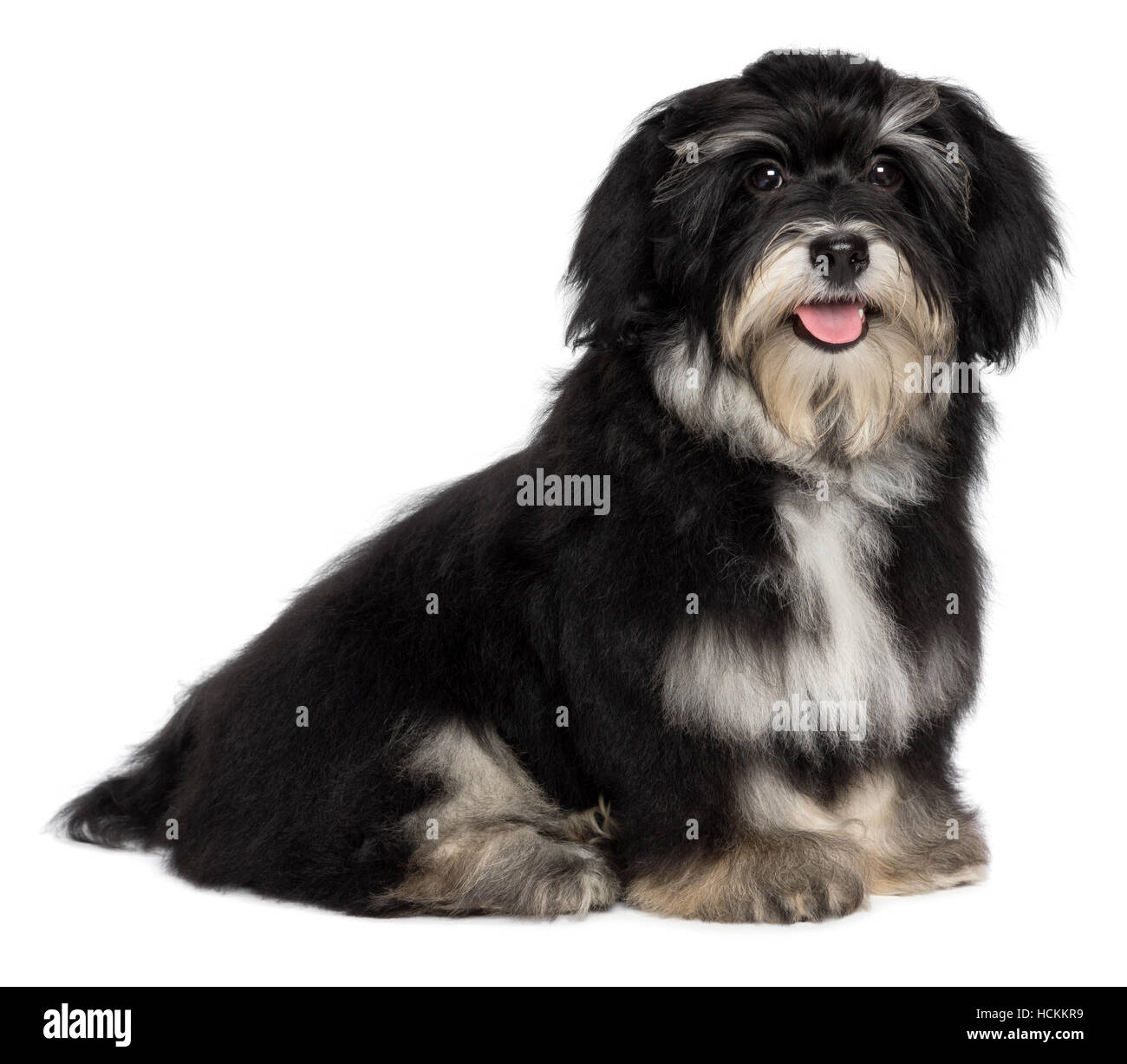 Cute Little Tricolor Havanese Puppy Stockfotos und -bilder Kaufen - Alamy