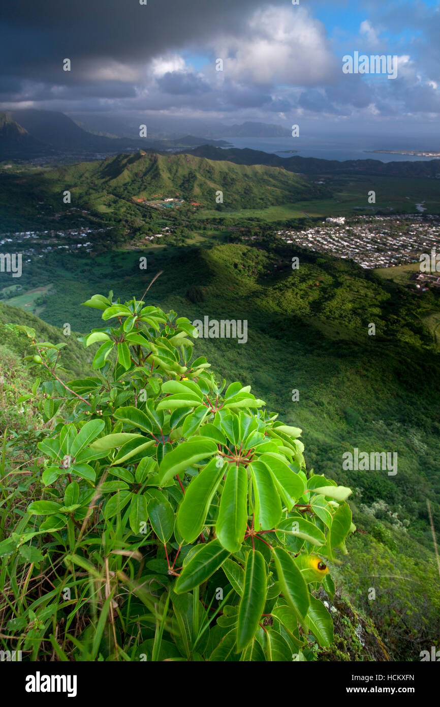 Grün und blau sind die vorherrschenden Farben auf Oahu, Hawaii Stockfoto