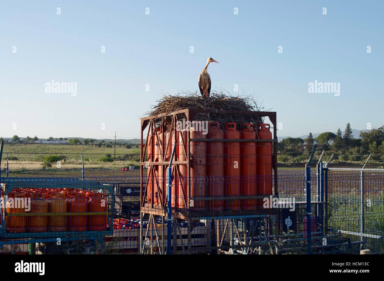 (Ciconica Ciconia) Storchennest auf Gas Cannisters, Lagos Portugal gebaut Stockfoto