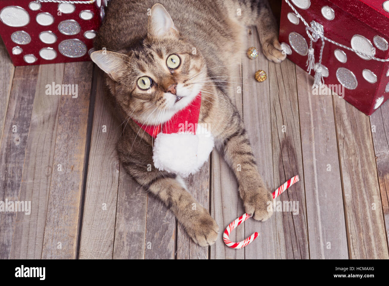 Niedliche Katze liegend mit Weihnachtsgeschenke Stockfoto