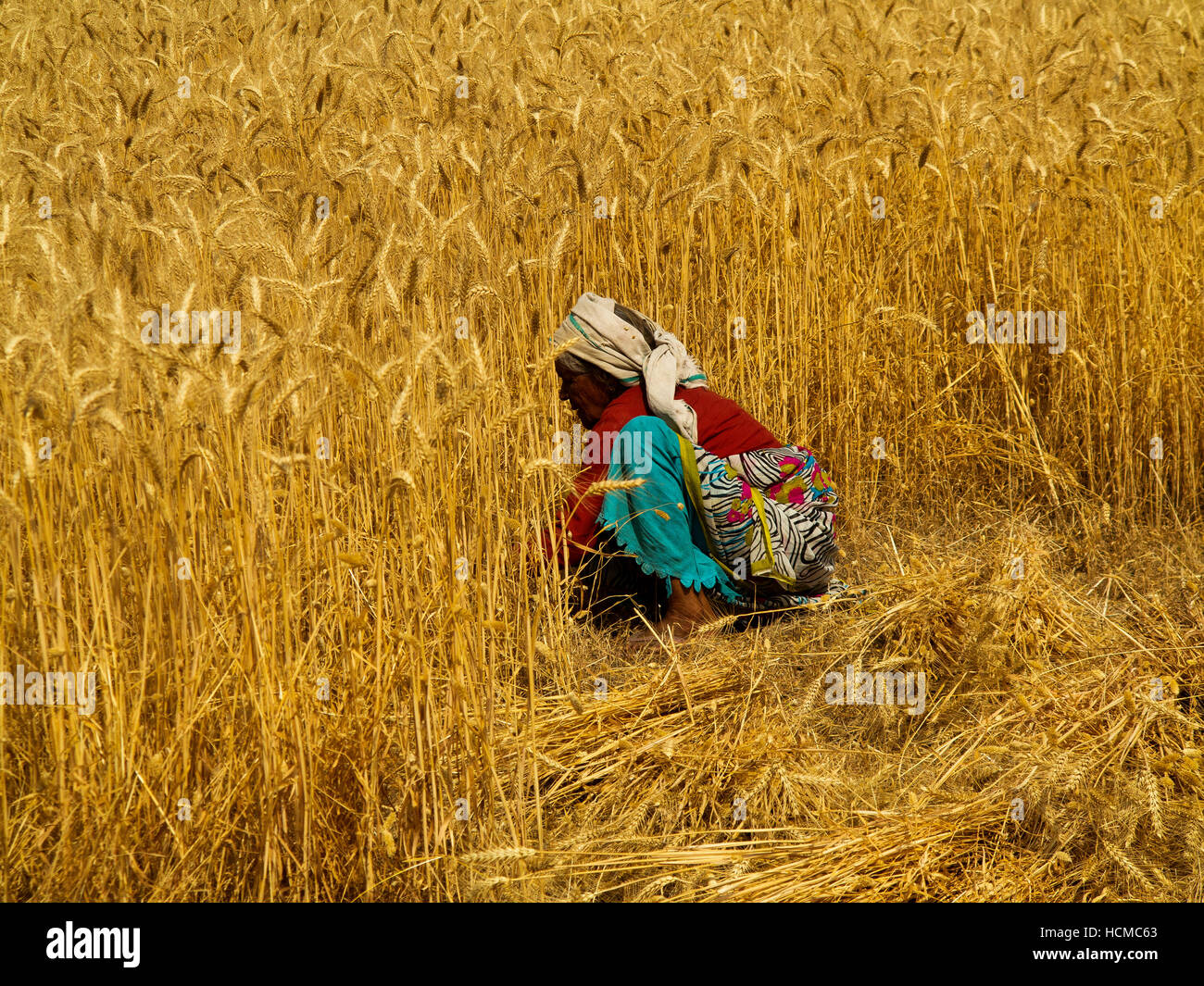Alte indische Frau arbeiten auf einem Weizenfeld in der Hitze des mittags bei Ramnagar Landstädtchen, Uttarakhand, Indien Stockfoto