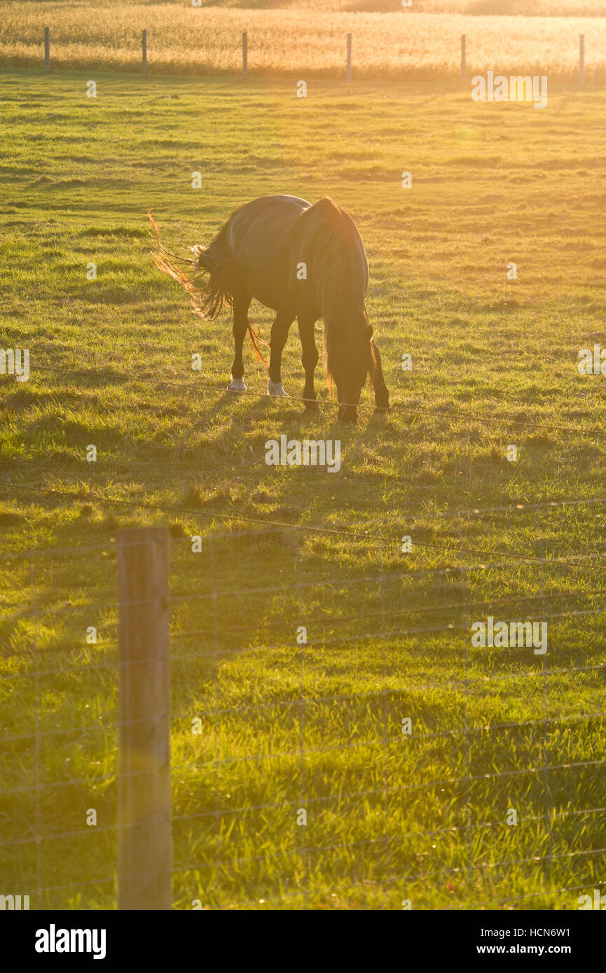 Pferd auf einem Feld Gras Weiden Stockfoto