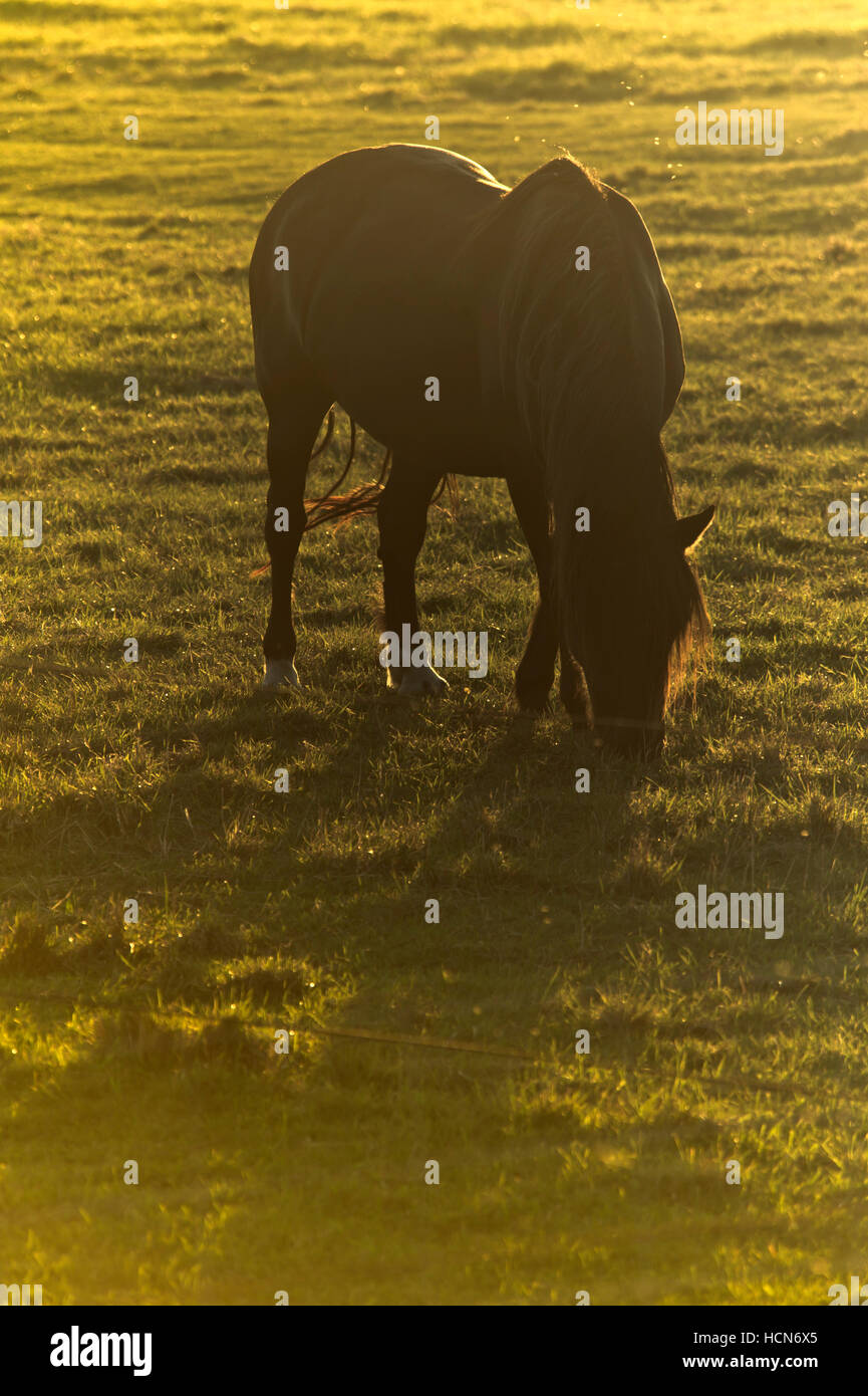 Pferd auf einem Feld Gras Weiden Stockfoto
