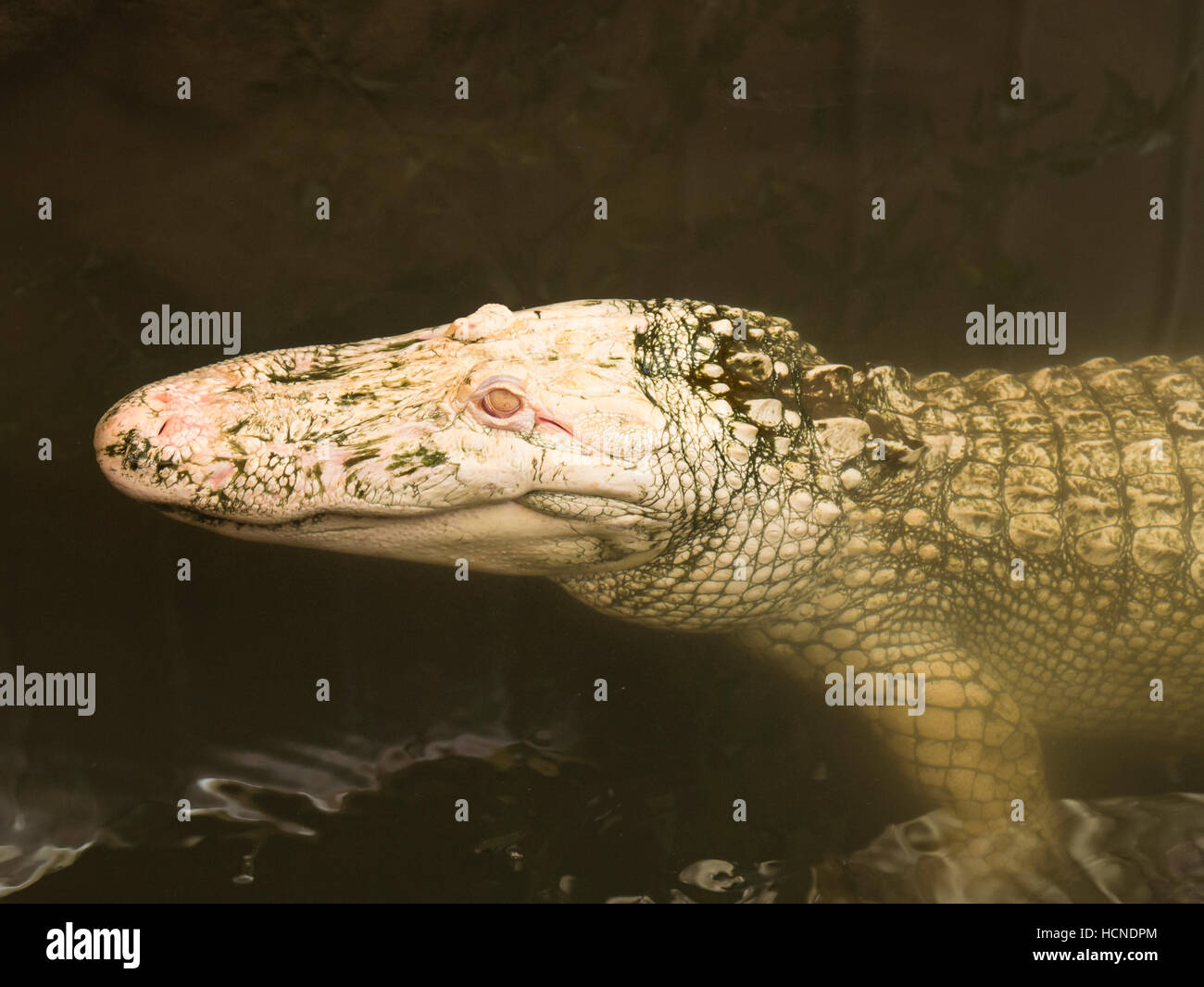 Albino Alligator, Colorado Gators Reptilien Park, Mosca, Colorado. Stockfoto