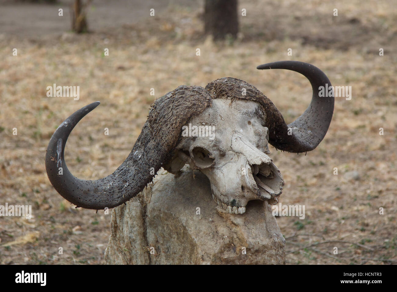 Gnus Schädel Stockfoto