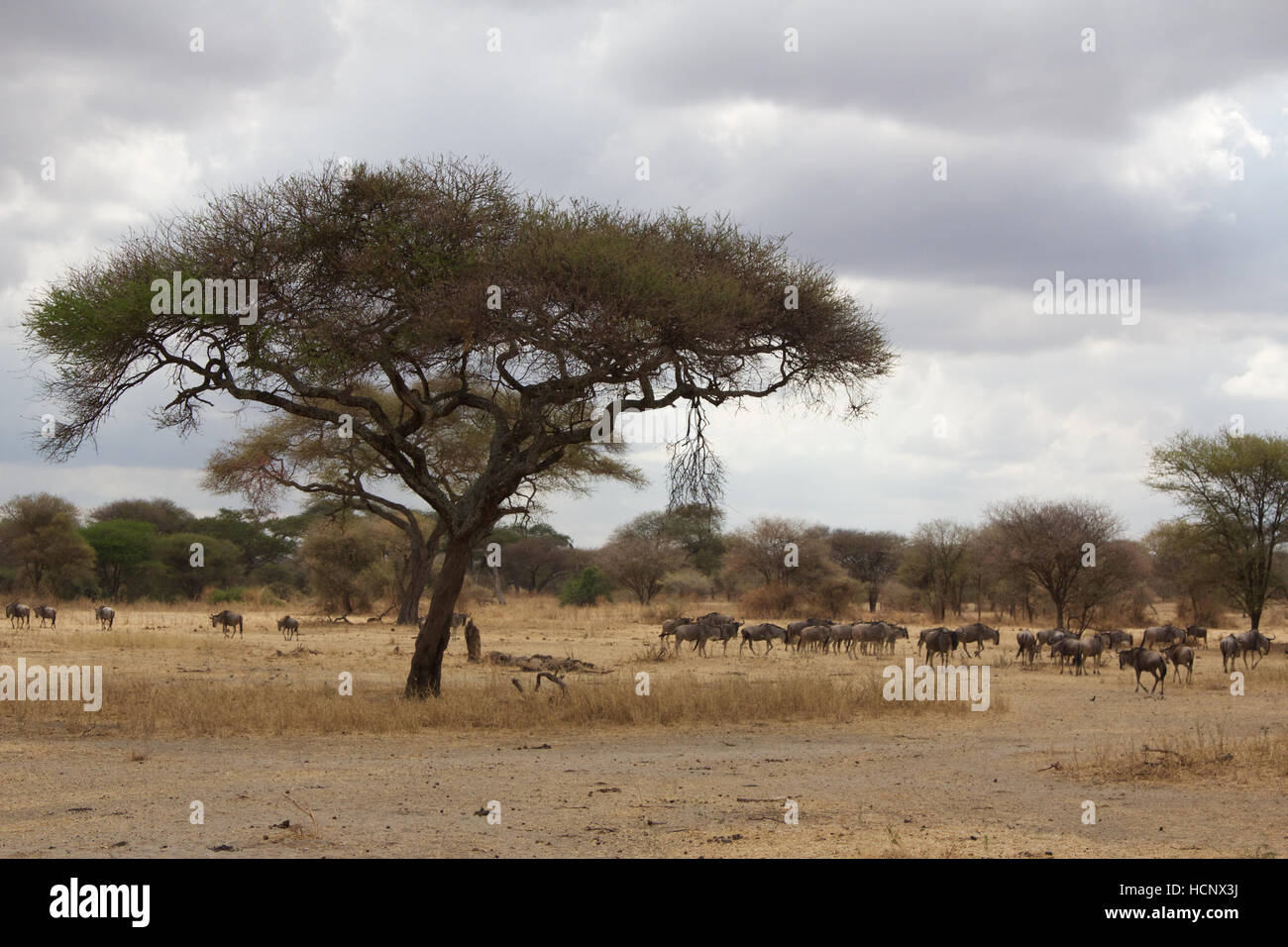 Gnus versammeln sich, um einer Akazie Stockfoto