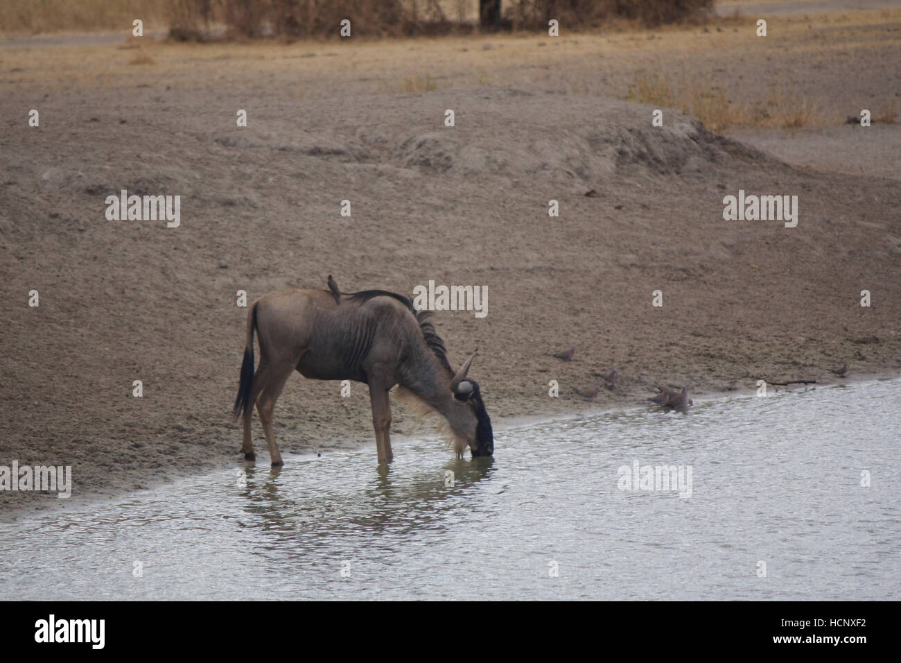 Gnus an einem Wasserloch Stockfoto