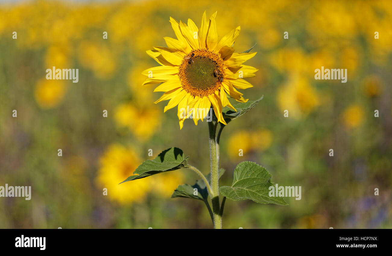 Sonnenblume vor Sonnenblumenfeld, Naturpark obere Donau, Baden-Württemberg, Deutschland Stockfoto
