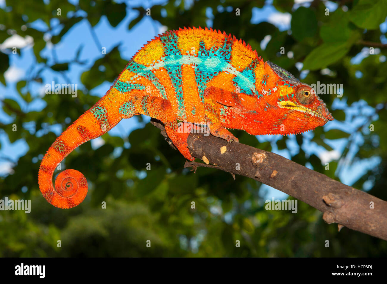 Pantherchamäleon (Furcifer Pardalis), Männlich, zwischen Ambilobe und Sirama, nordwestlichen Madagaskar Madagaskar Stockfoto