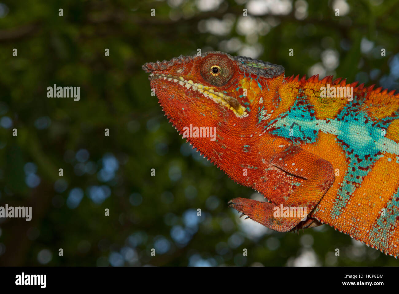 Pantherchamäleon (Furcifer Pardalis), Männlich, zwischen Ambilobe und Sirama, nordwestlichen Madagaskar Madagaskar Stockfoto