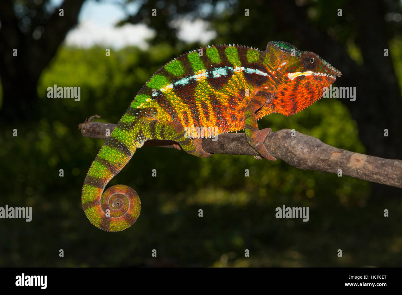 Pantherchamäleon (Furcifer Pardalis), Männlich, zwischen Ambilobe und Sirama, nordwestlichen Madagaskar Madagaskar Stockfoto