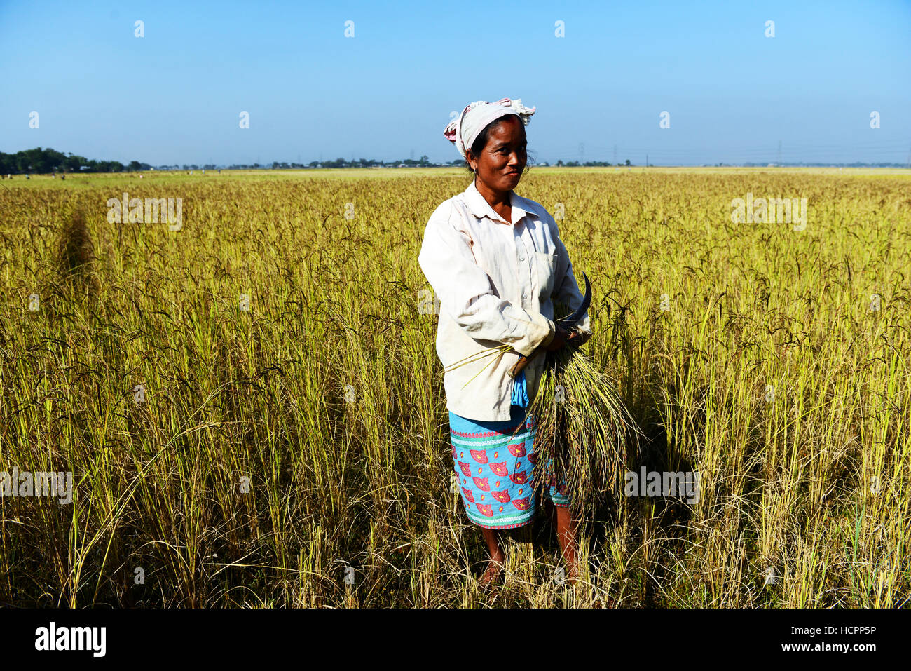 Reisfelder Ernte in Assam, Indien. Stockfoto