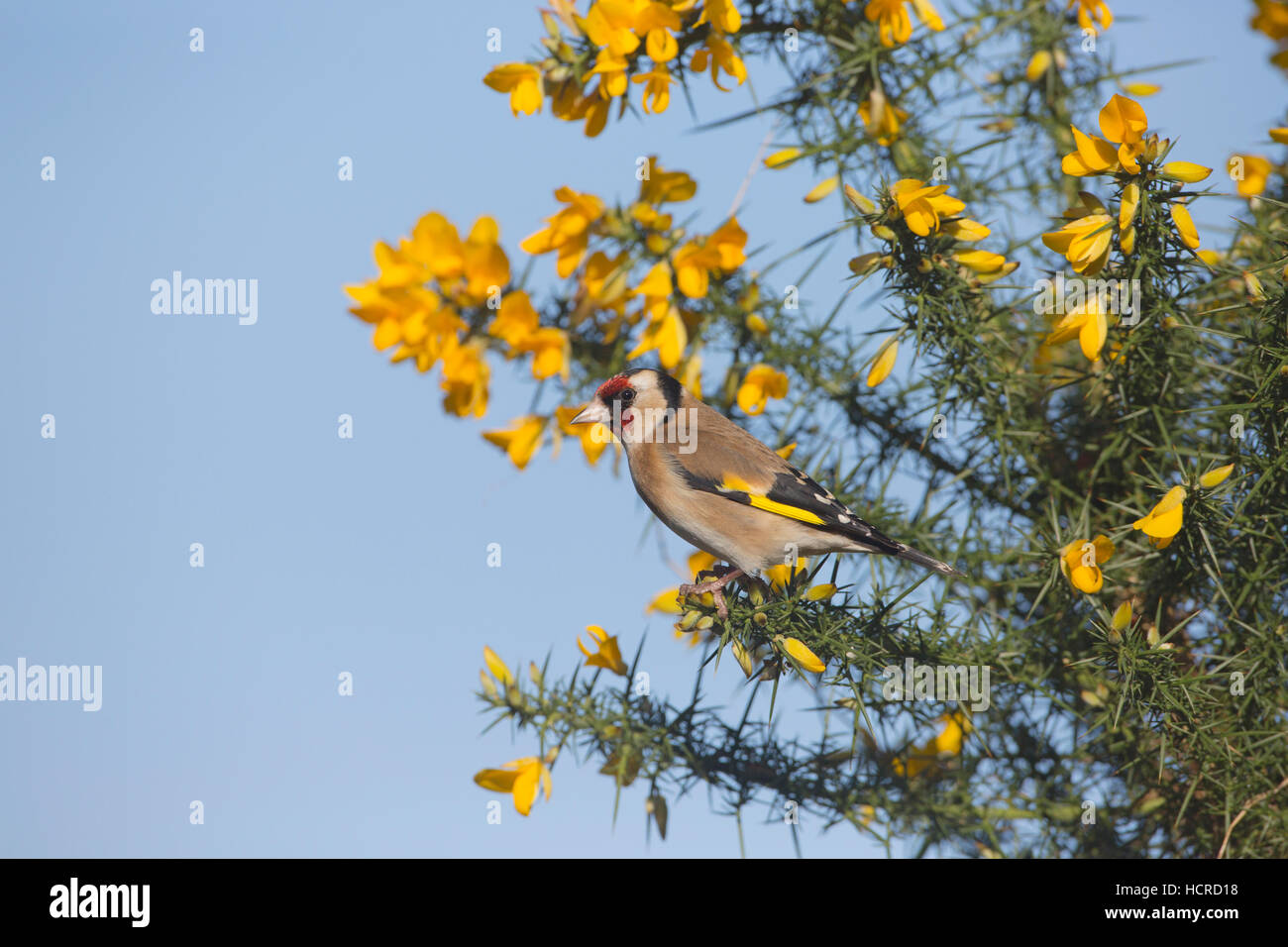 Stieglitz Carduelis carduelis thront auf blühenden Ginster Stockfoto