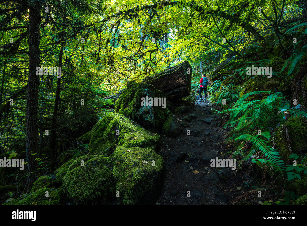 Watson Falls Trail Umpqua National Forest Oregon Stockfoto