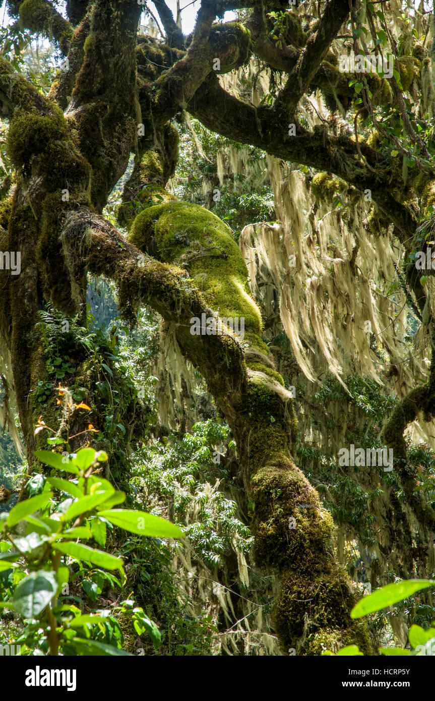 Baum Moose und alten Mannes Bart (Usnea SP.) in den Wald entlang Mweka Route, Kilimanjaro, Tansania Stockfoto