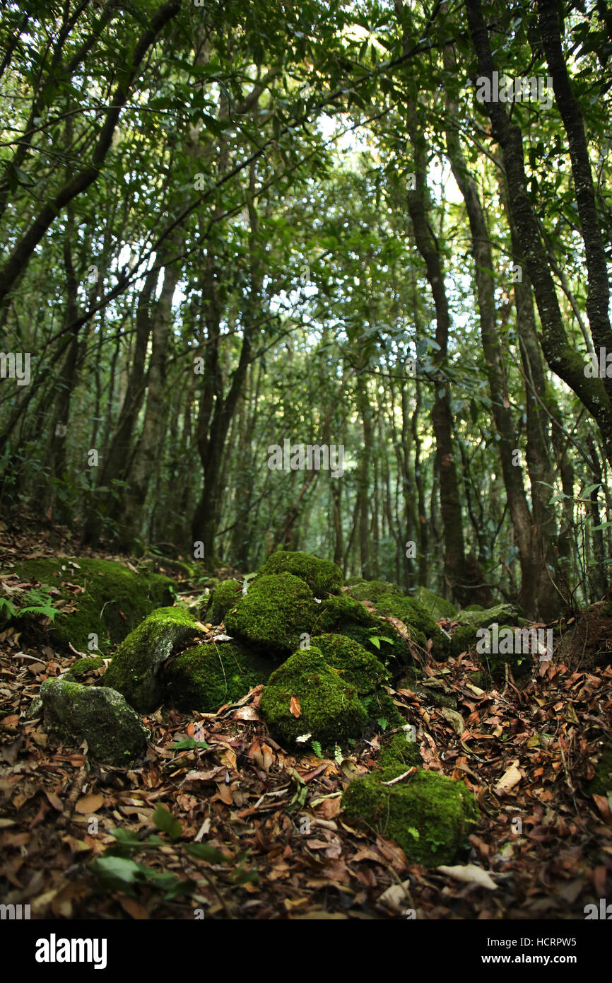 Moos bedeckte Felsen auf dem Waldboden, Shivapuri Nagarjun Nationalpark, am Stadtrand von Kathmandu, Nepal Stockfoto