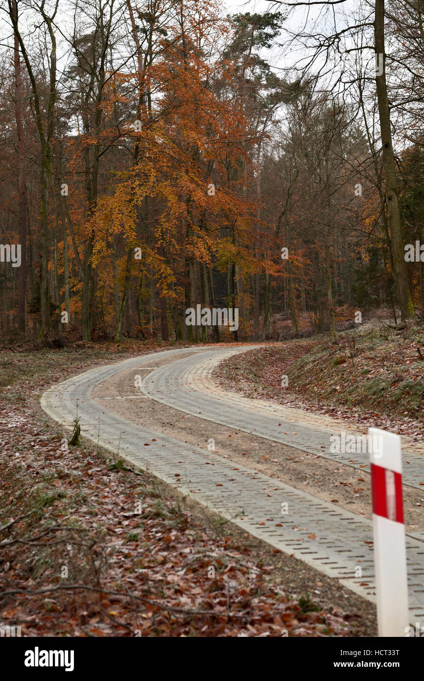 Forststraße an einem kalten Morgen Stockfoto