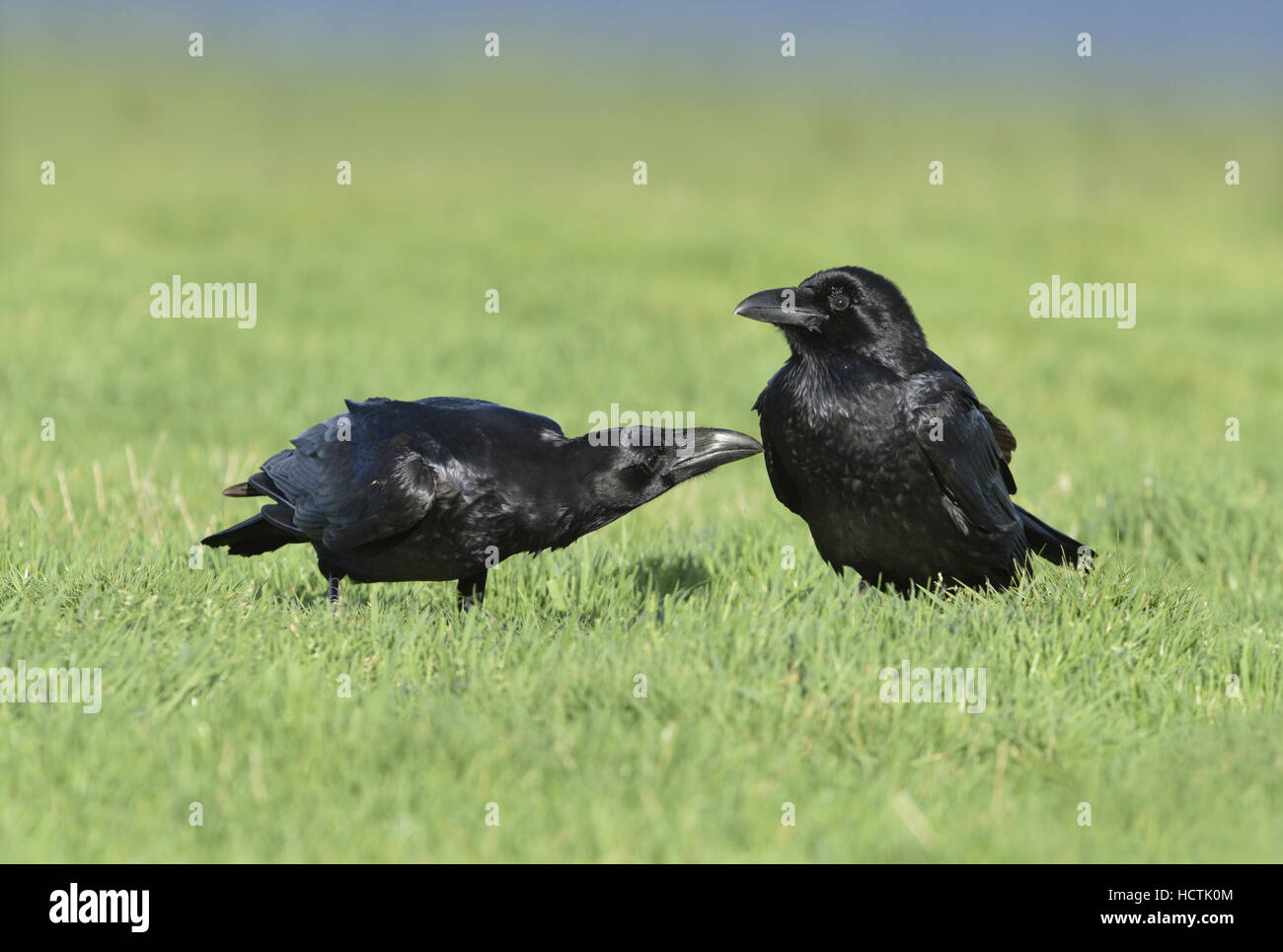Kolkrabe - Corvus corax Stockfoto