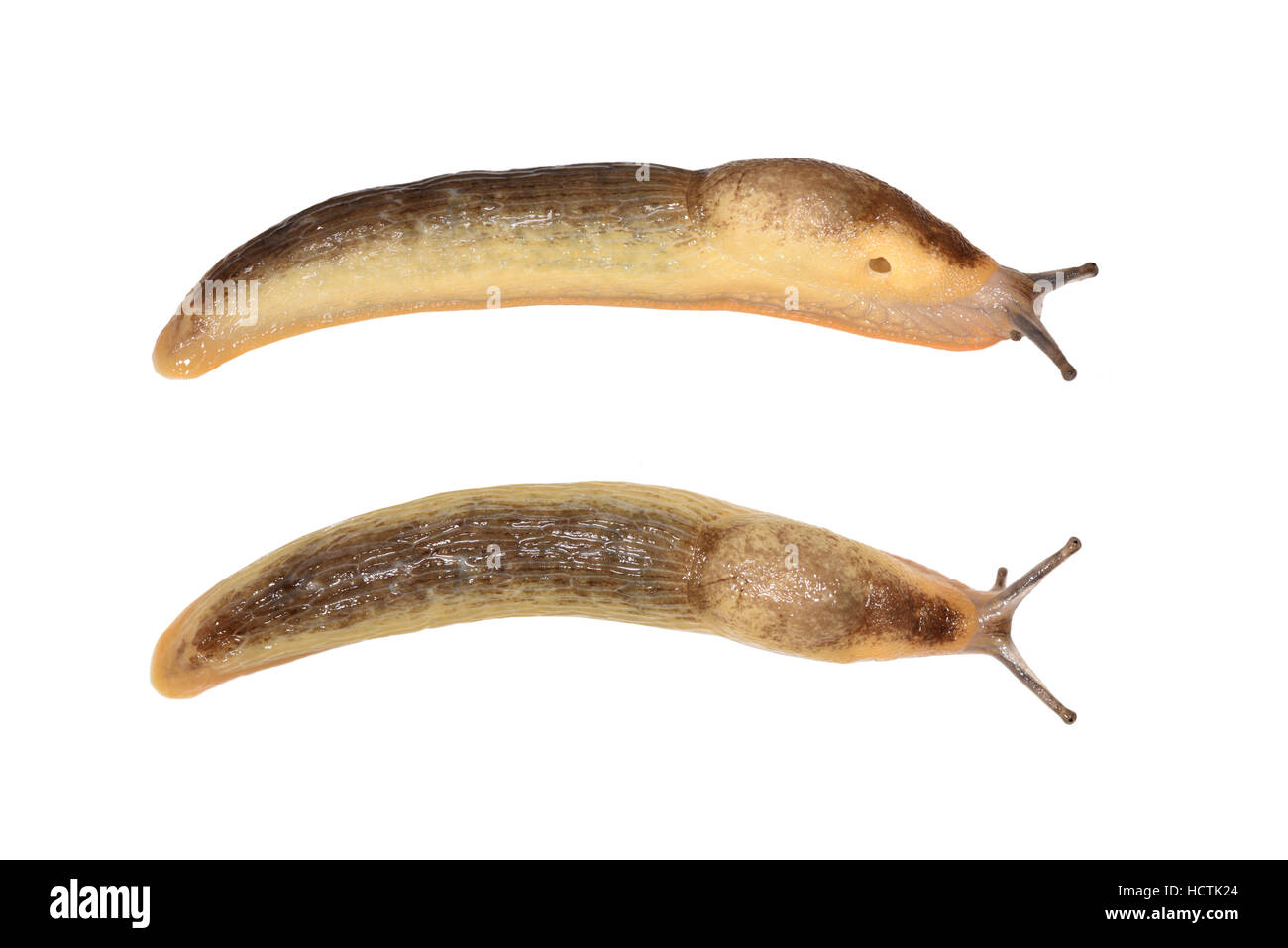Große schwarze Slug - Arion Ater - bilden albolateralis Stockfoto