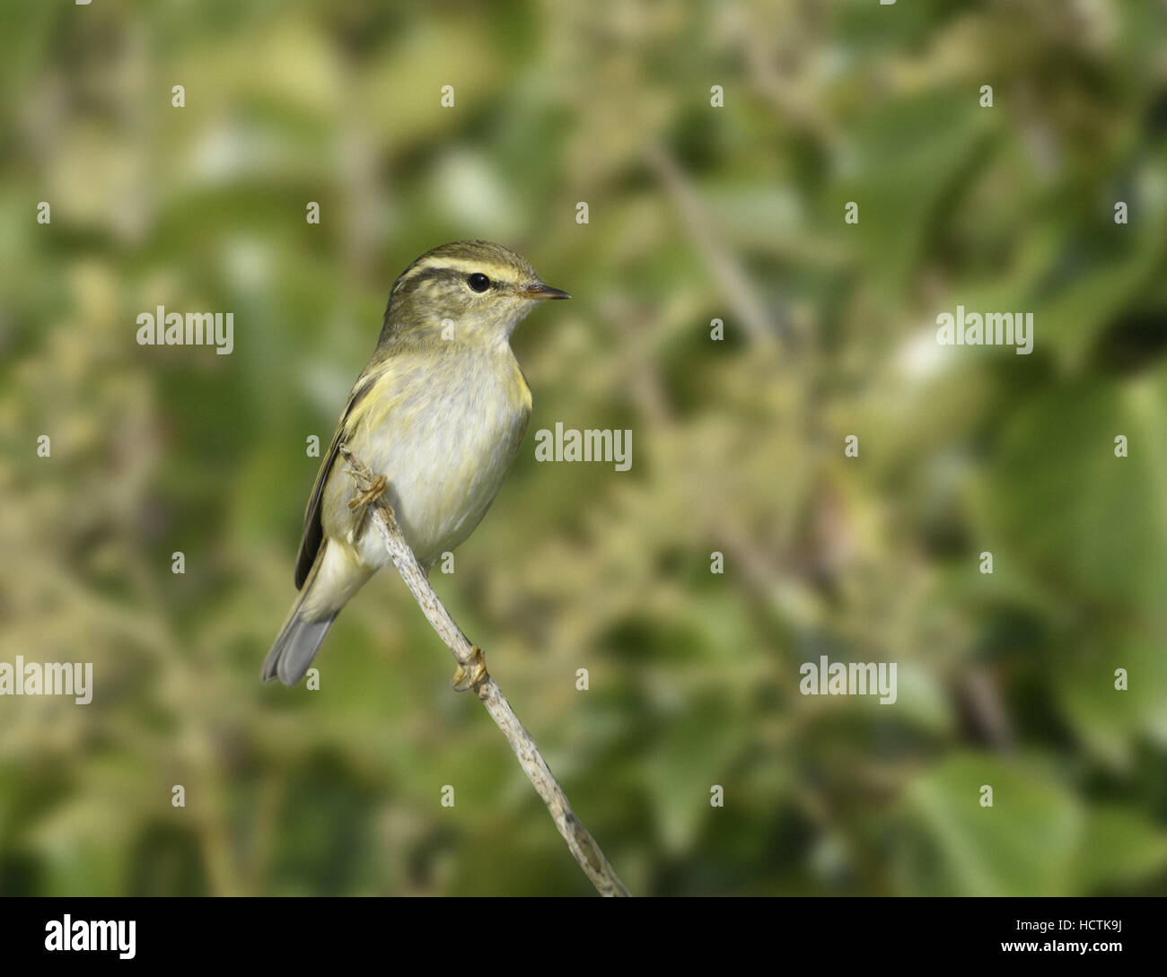 Gelb-browed Warbler - Phylloscopus inornatus Stockfoto