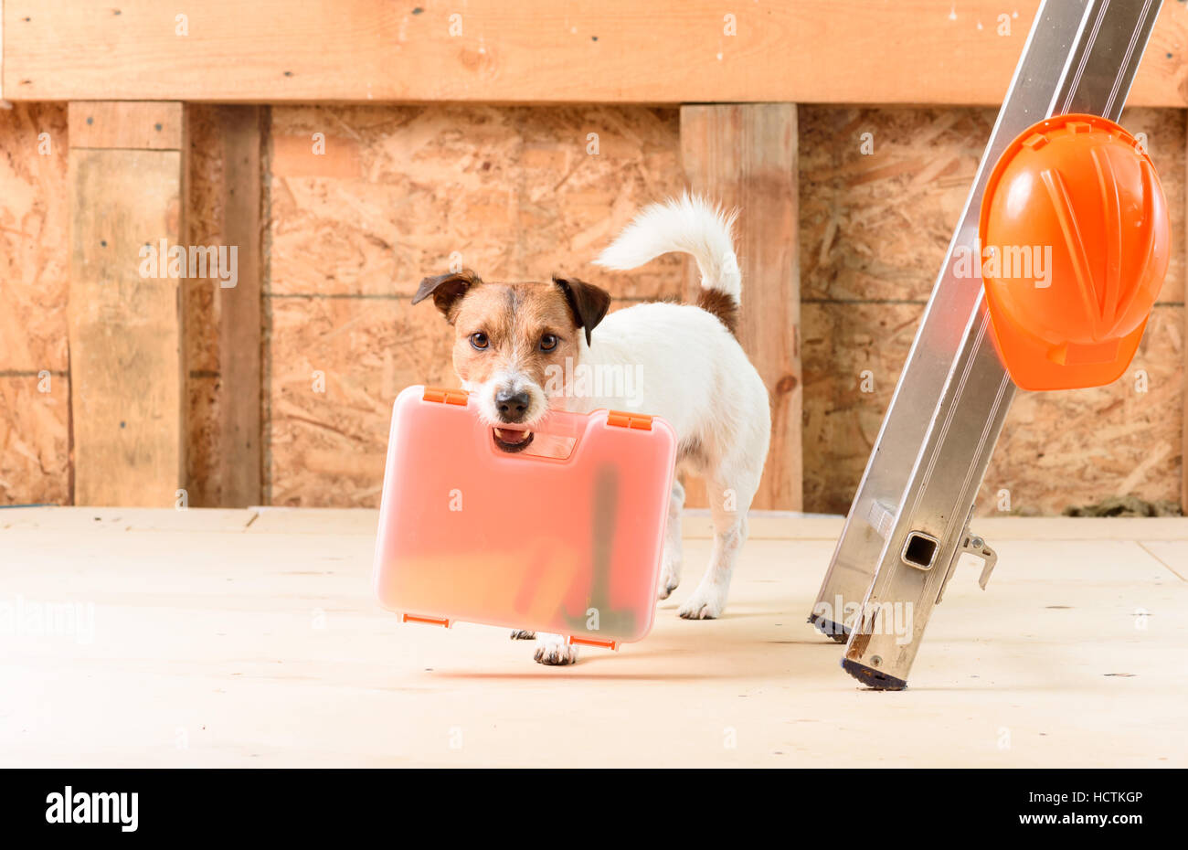 Hund als lustige Zimmermann mit Hand sah und mit dem hammer in orange-toolbox Stockfoto