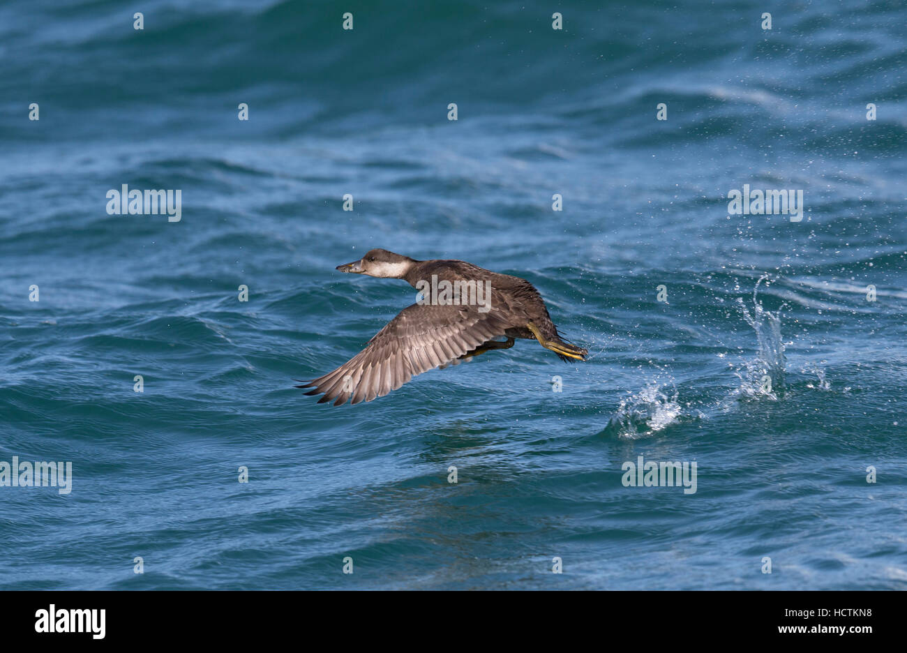 Gemeinsamen Scoter - Melanitta nigra Stockfoto