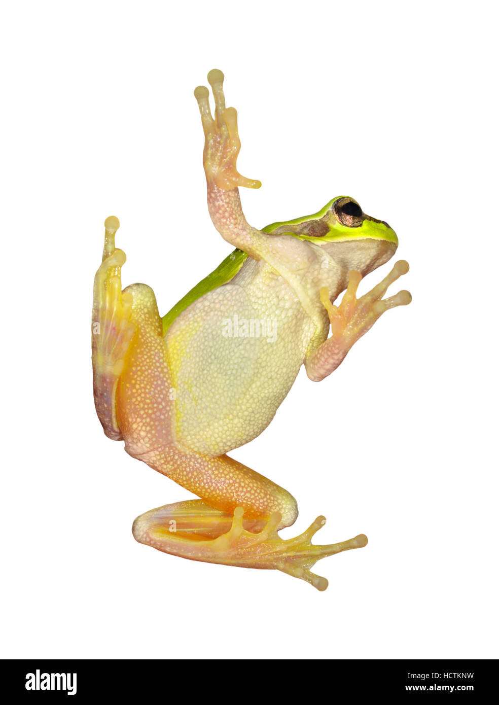 Europäischer Laubfrosch - Hyla arborea Stockfoto