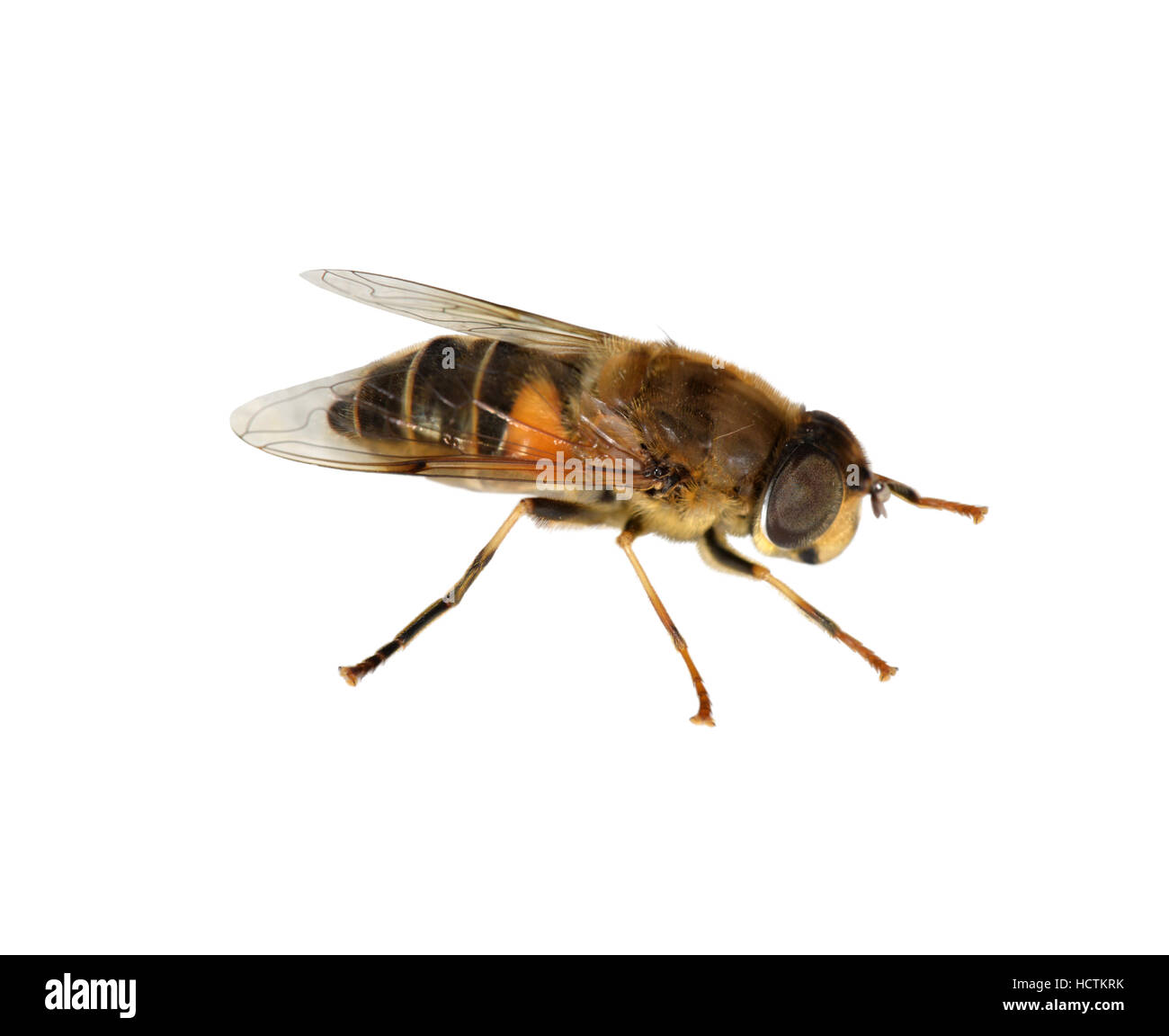 Drohne fliegen - Eristalis tenax Stockfoto