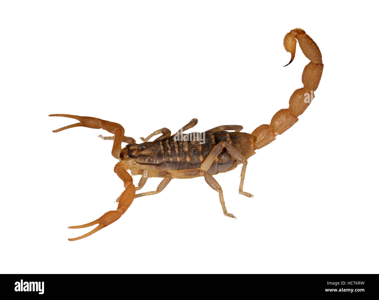 Mediterrane Chequered Scorpion - Mesobuthus gibbosus Stockfoto