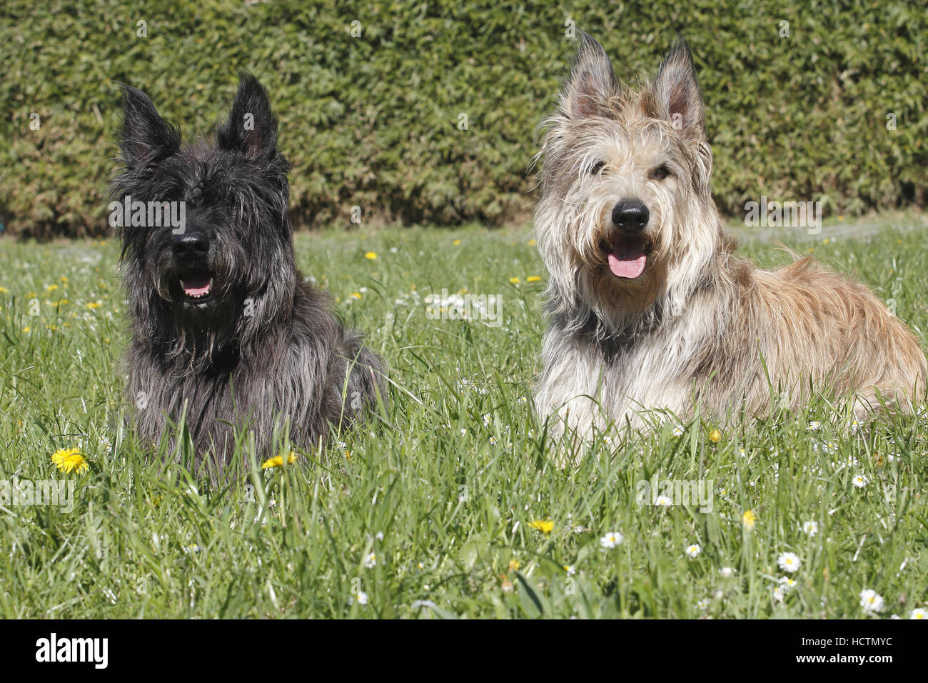 zwei Berger Picard, Männchen, 7 Jahre alt und 22 Monate alt Stockfoto