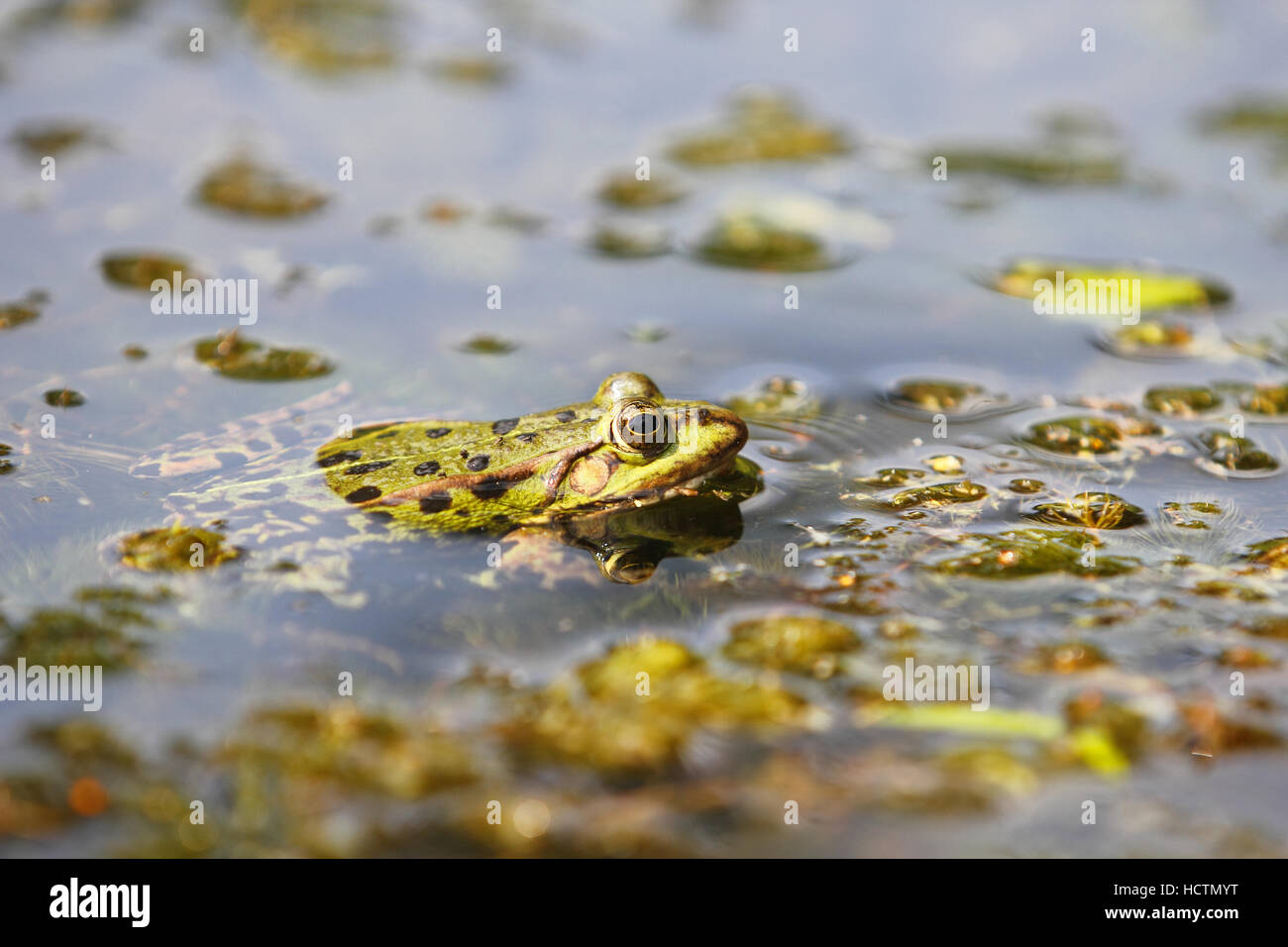 essbare Frosch, Rana esculenta Stockfoto