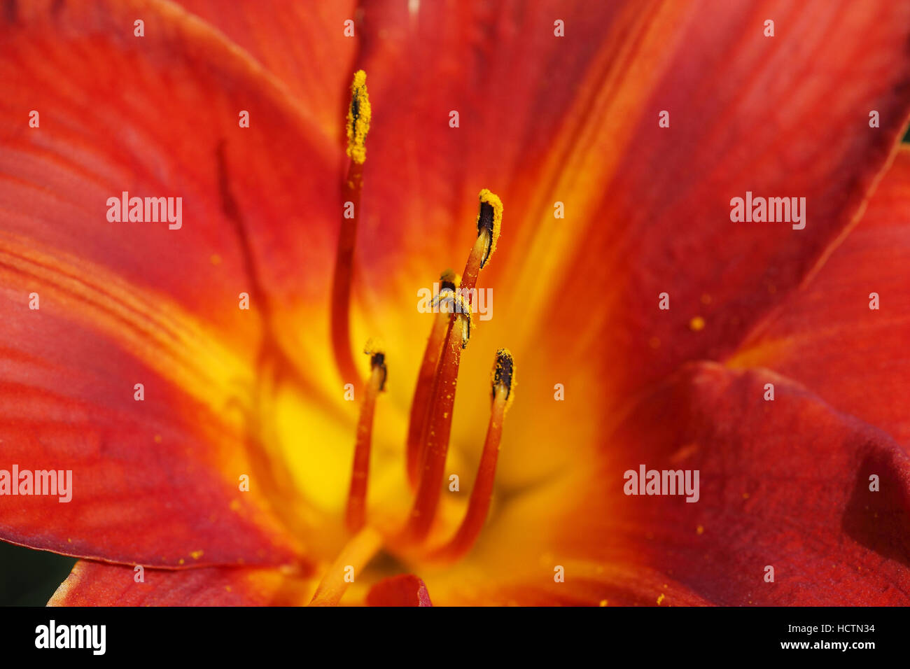 Taglilien (Hemerocallis) Stockfoto