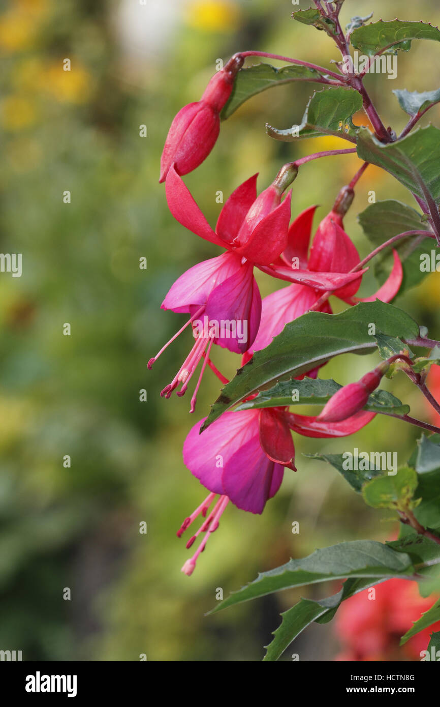 Fuchsia Stockfoto
