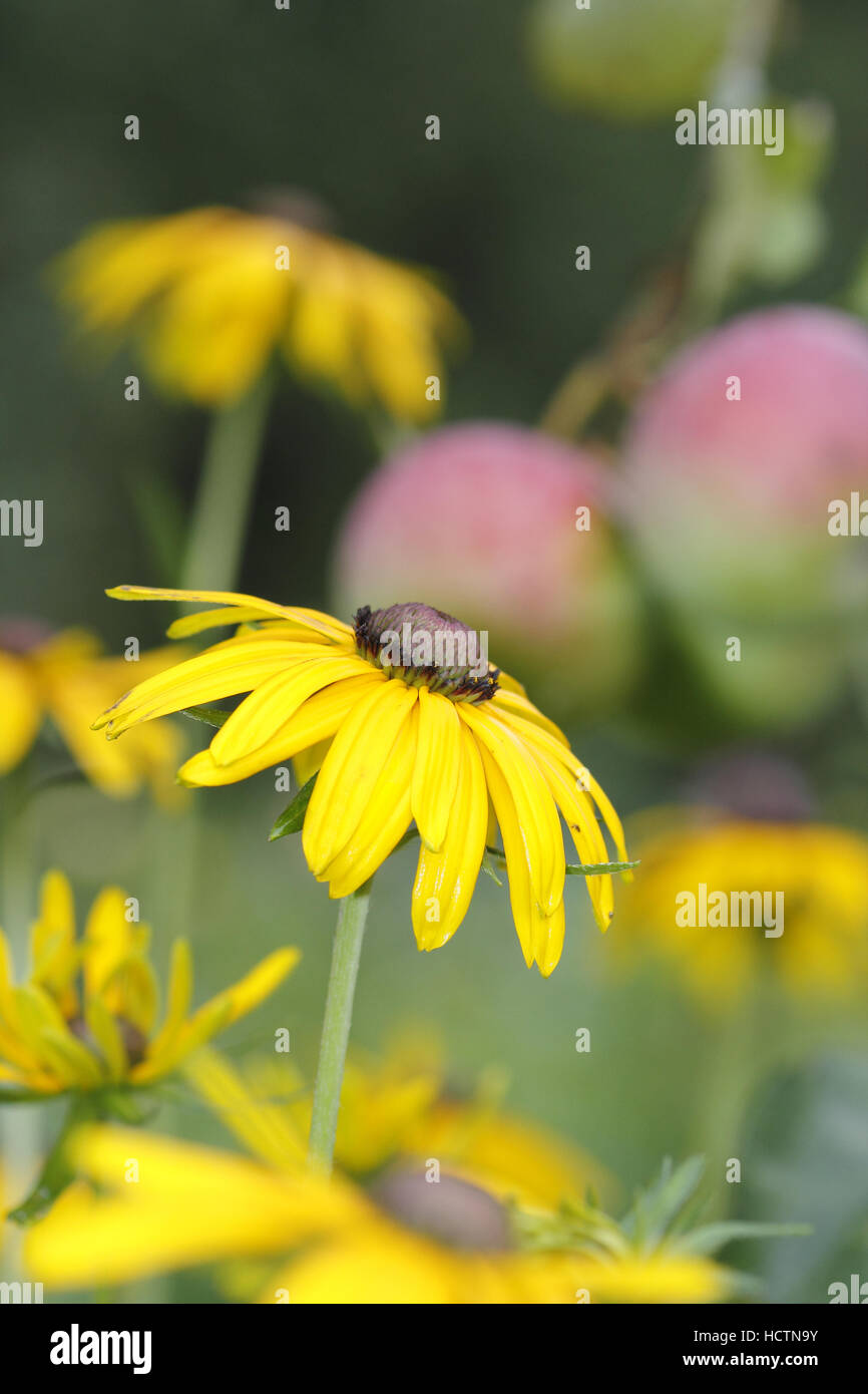 Sonnenhut (Rudbeckia) Stockfoto