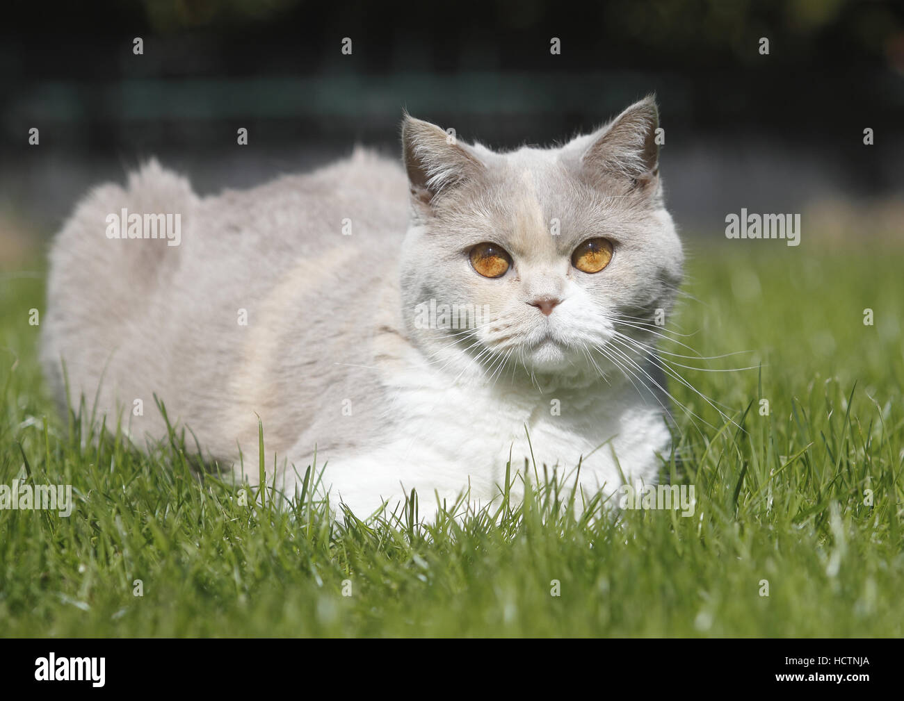 Britisch Kurzhaar, Katze Stockfoto
