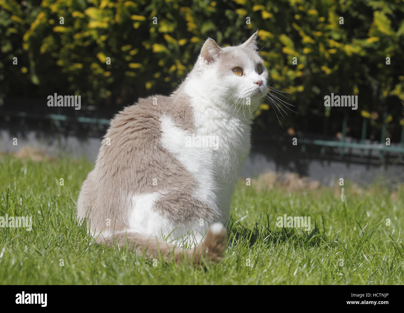 Britisch Kurzhaar, Katze Stockfoto