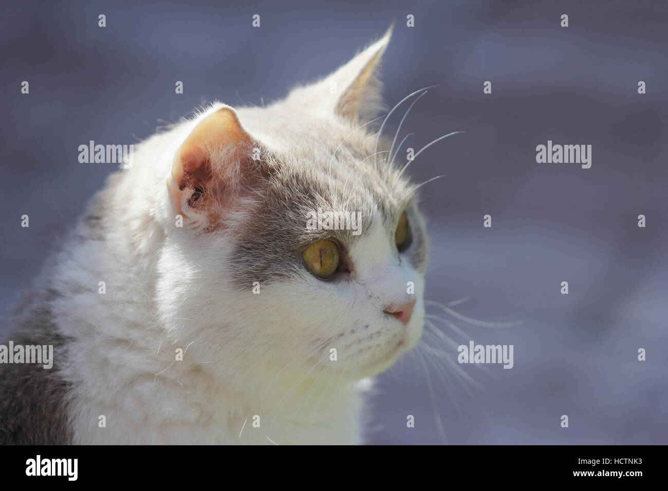 Britisch Kurzhaar, Katze Stockfoto