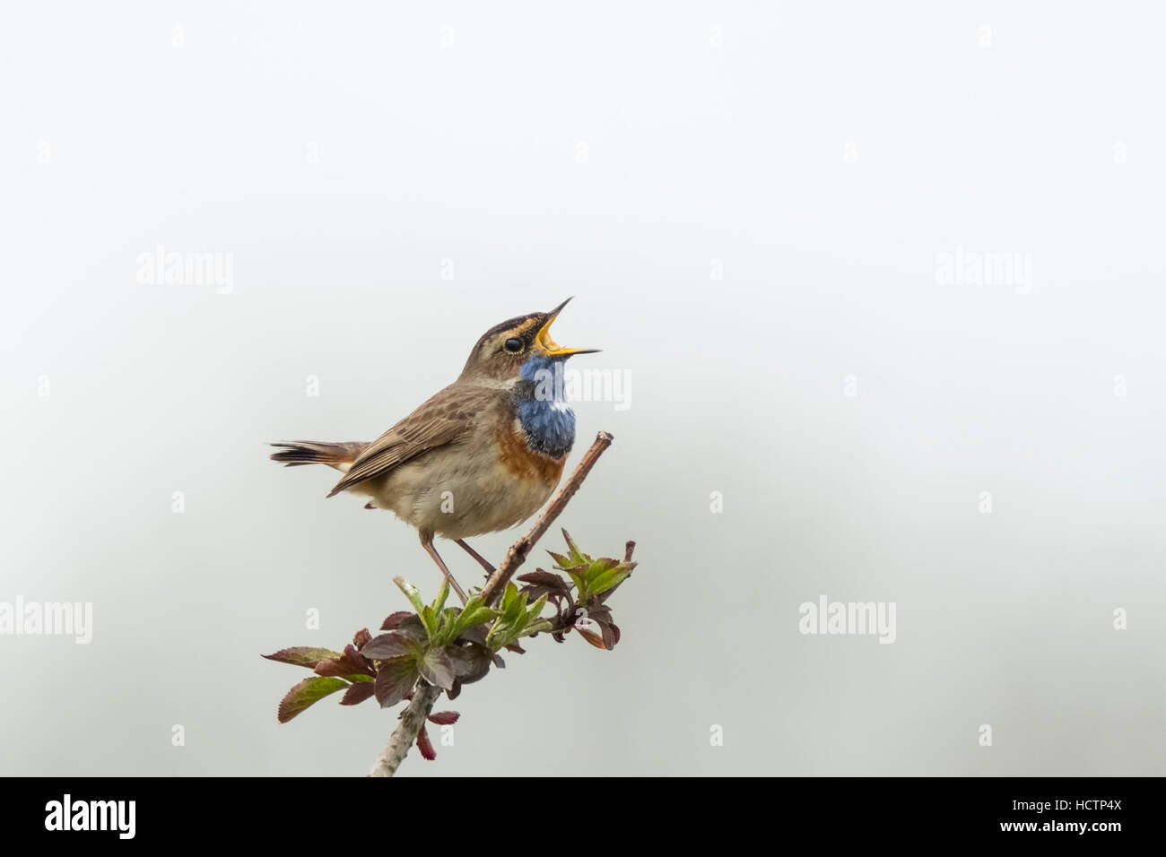 Ein blau-Kehle Vogel (Luscinia Svecica Cyanecula) singen, ein Weibchen während der Brutzeit im Frühjahr zu gewinnen Stockfoto