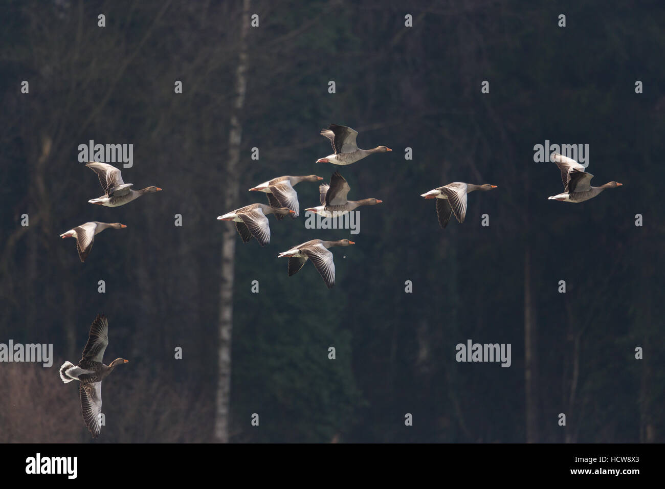 Graue Gänse (Anser Anser) fliegen in natürlicher Umgebung Stockfoto