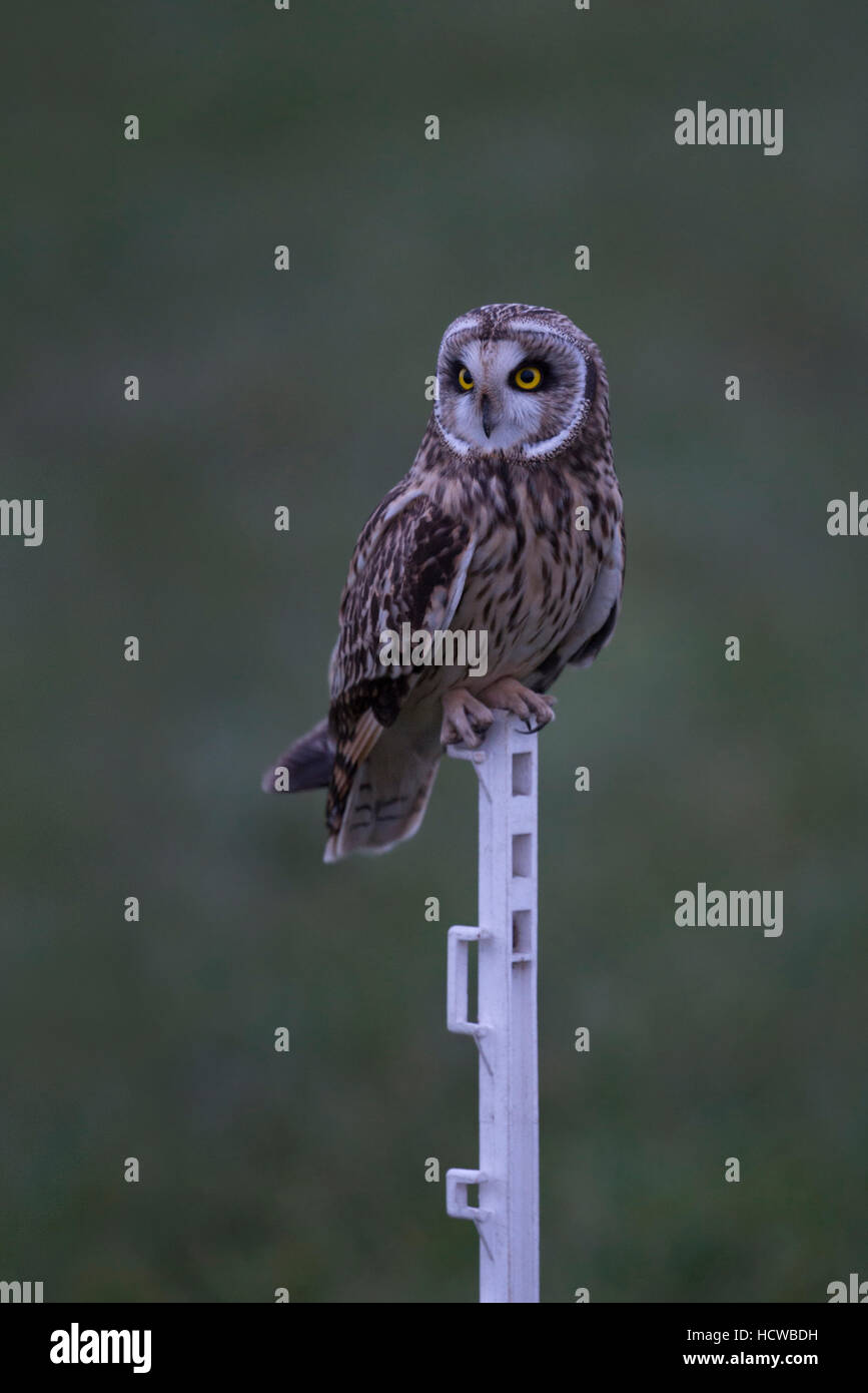 Kurzohr-Eulen ( Asio Flammeus ) bei Sonnenaufgang in der letzten Dämmerung, auf einem Zaunpfahl einer Schafwiese, in Europa heimische Wildtiere. Stockfoto