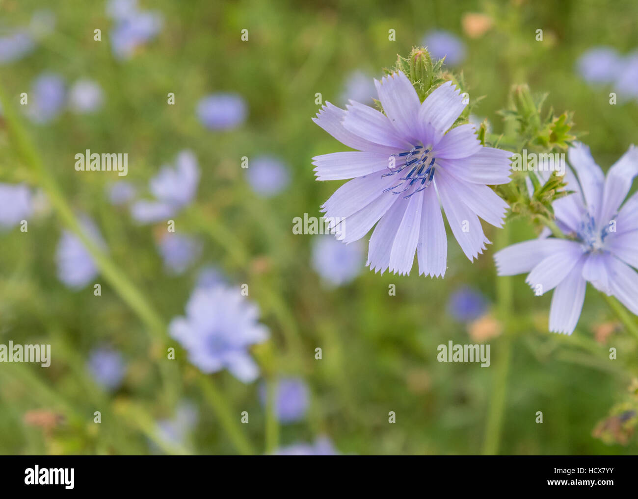 Chicorée Wildflower Feld mit selektiven Fokus auf vorderen Blume Stockfoto