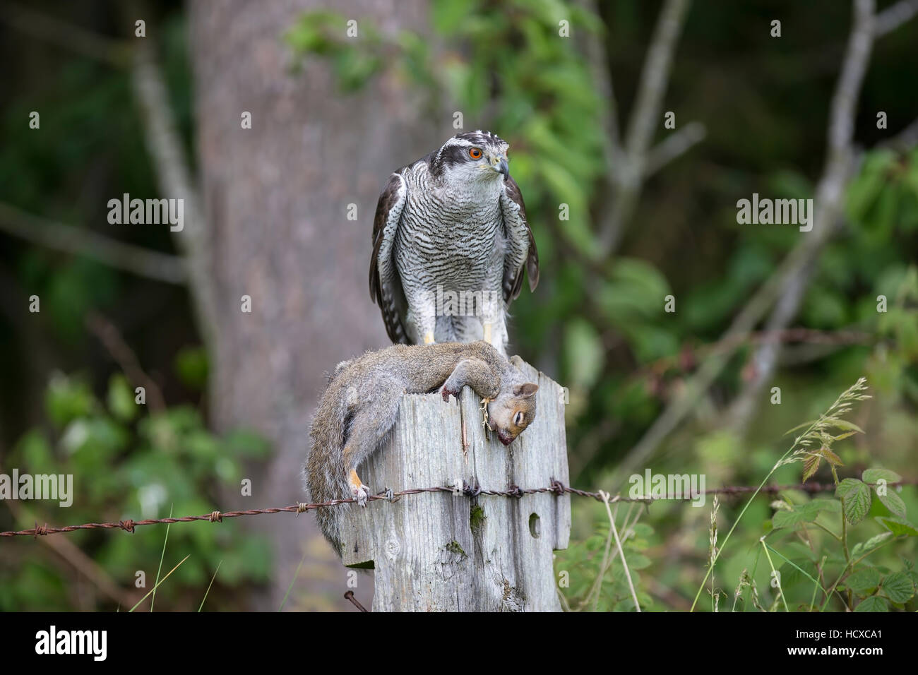 Habicht Accipiter Gentilis mit Grauhörnchen Beute auf einem hölzernen Pfosten unter kontrollierten Bedingungen aufgenommen Stockfoto