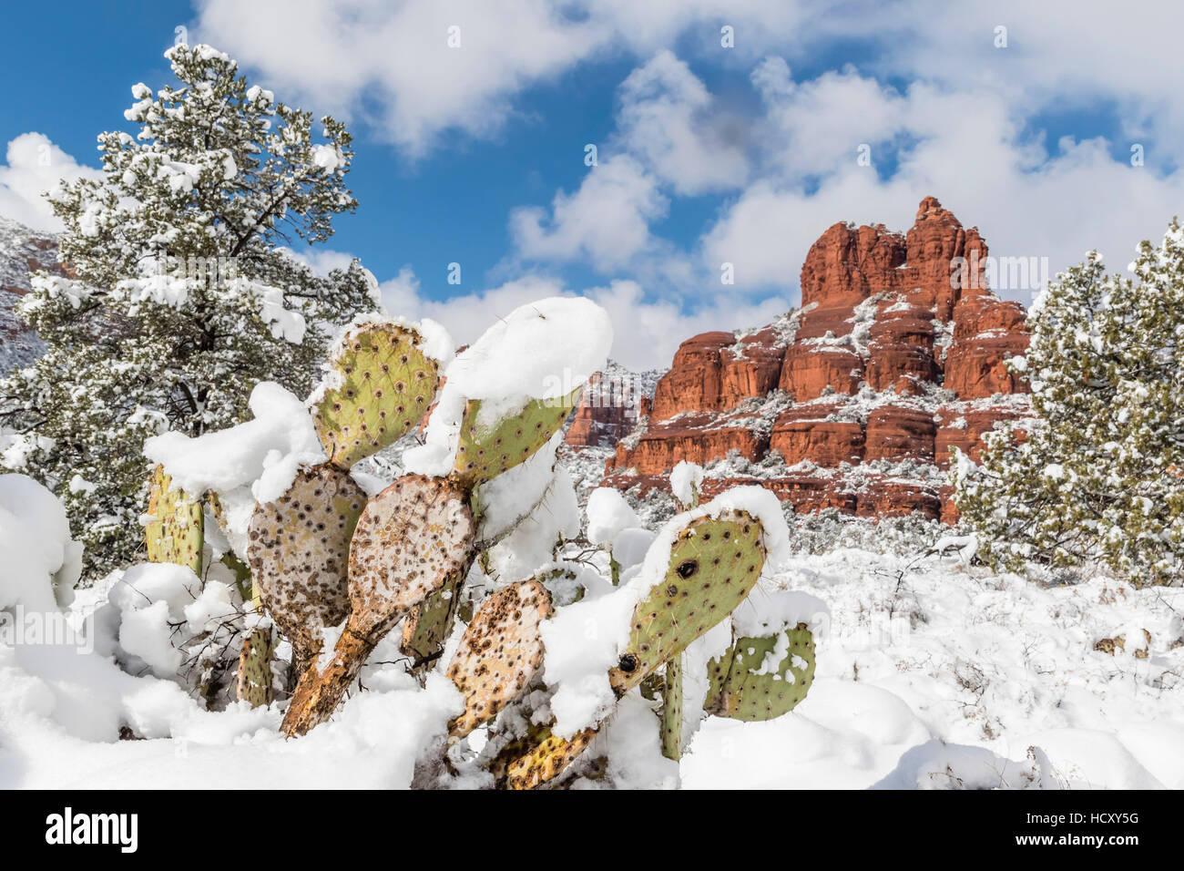 Bell Rock nach einem Schneesturm in der Nähe von Sedona, Arizona, USA Stockfoto