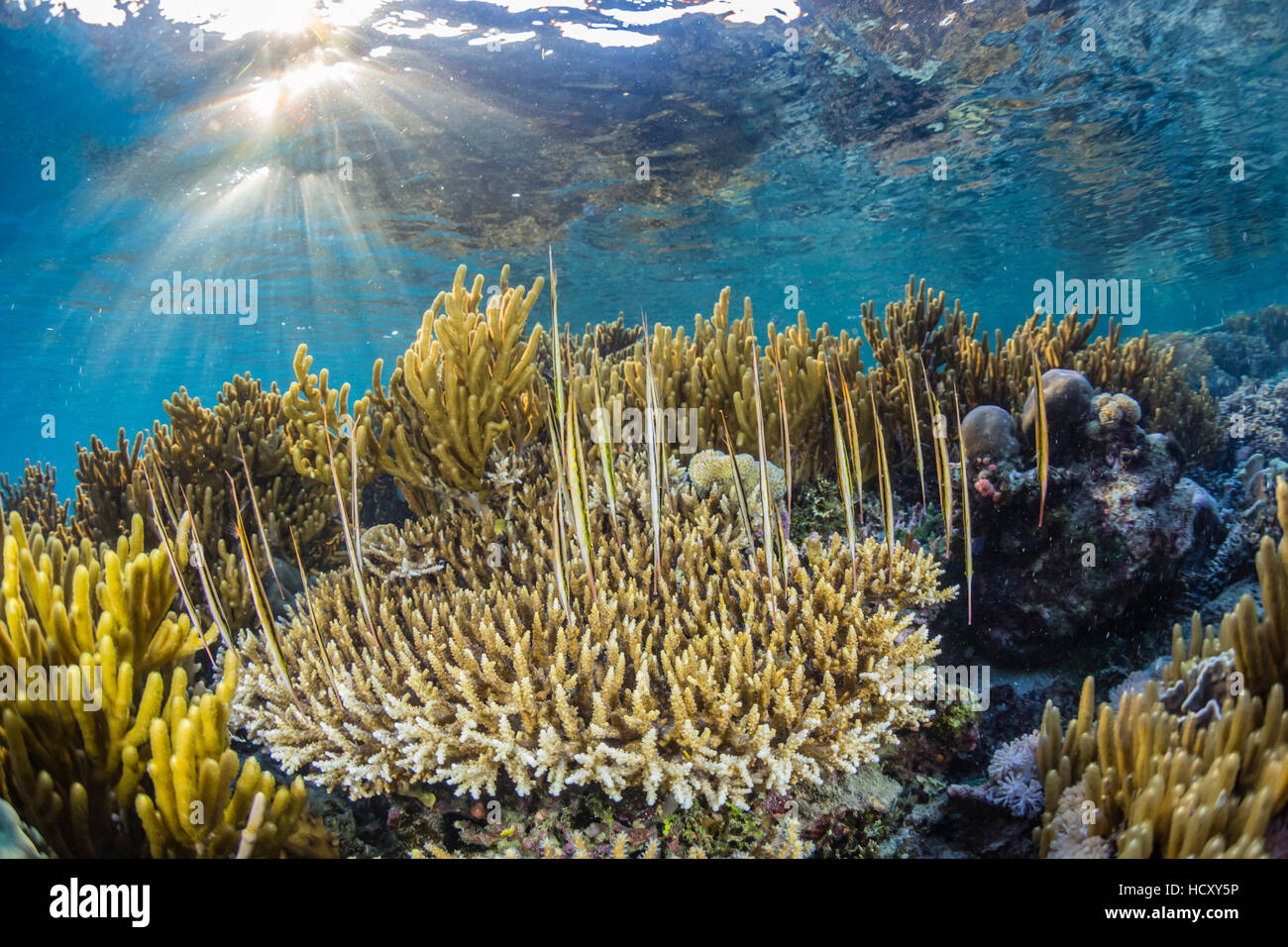 Eine Schule von Razorfish, kopfüber auf Sebayur Insel Komodo National Park, Meer Flores, Indonesien Stockfoto