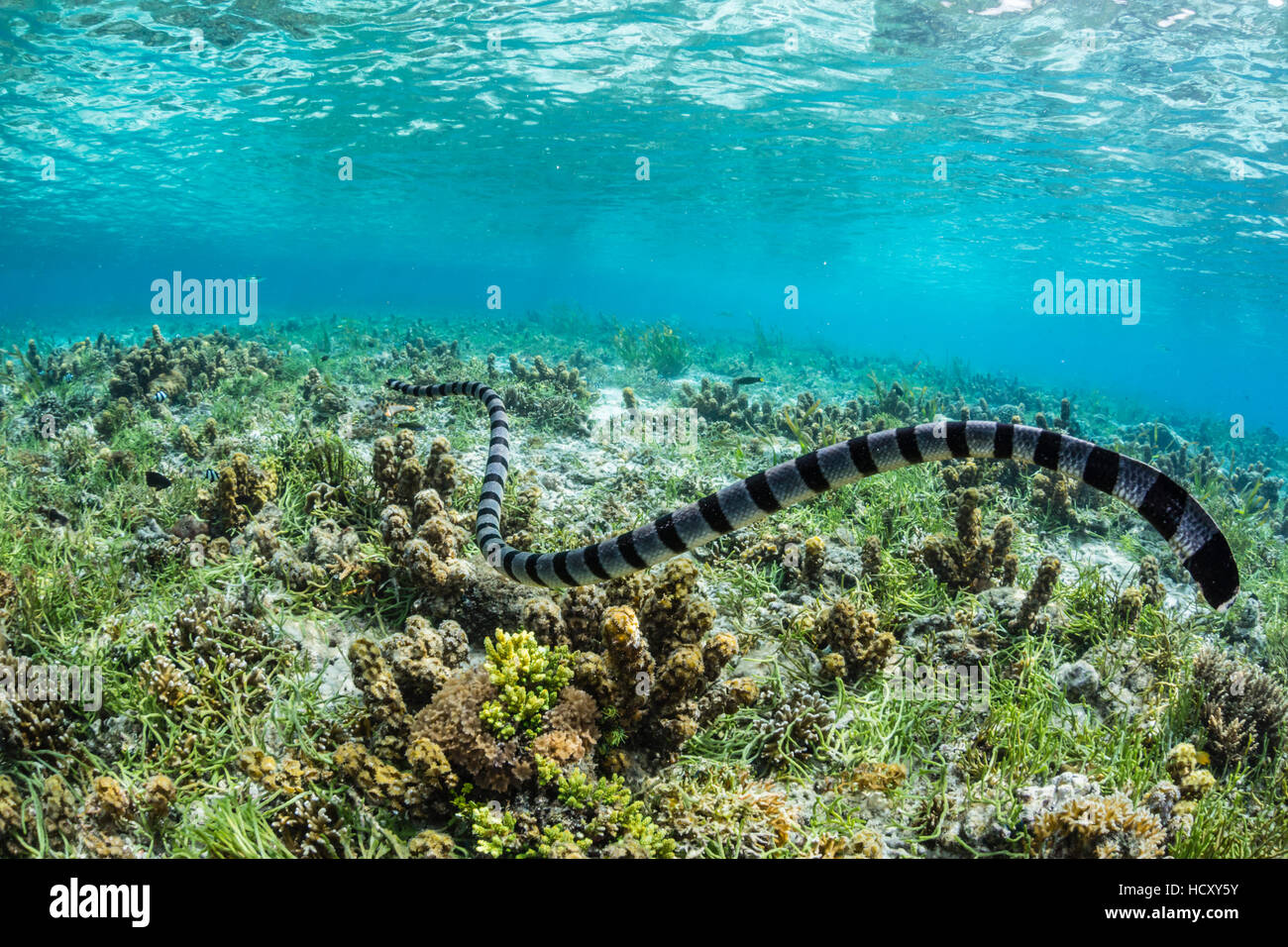 Gebändert Meer Krait (Laticauda Colubrina) auf der Suche nach Nahrung auf Sebayur Insel, Meer Flores, Indonesien Stockfoto