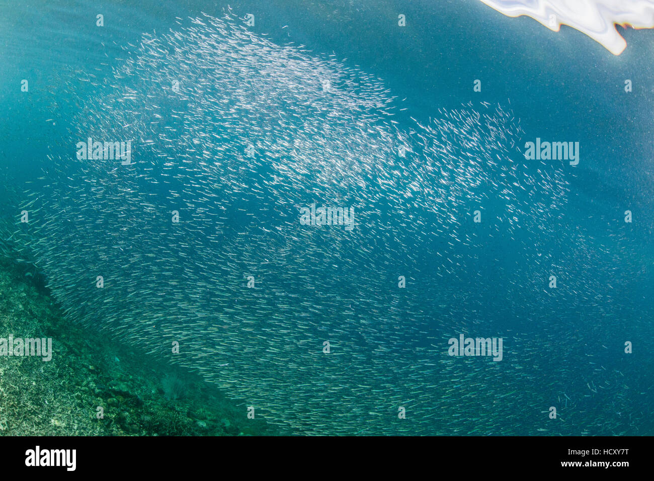 Eine Fülle von Köderfischen unter Wasser auf Sebayur Insel Komodo National Park, Meer Flores, Indonesien Stockfoto